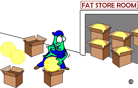 Fat Storage In The Body 65