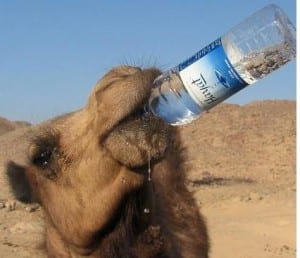 camal drinkng water - LEP Fitness - what is the best diet plan to follow?