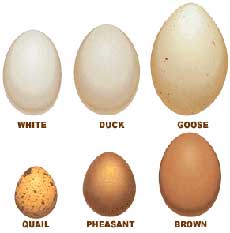 egg-comparison-chart-230