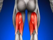 Everything you need to know to get bigger and stronger hamstrings.